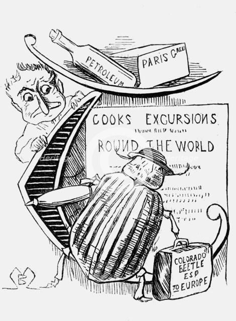 'The Great Beetle Panic', 1877. Artist: Montagu Blatchford