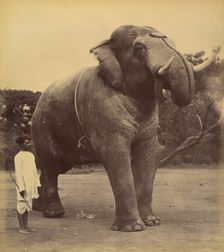 The Great Elephant, 1885-1900. Creator: Lala Deen Dayal