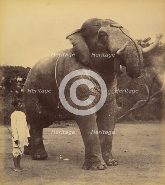 The Great Elephant, 1885-1900. Creator: Lala Deen Dayal.