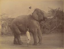 The Great Elephant Saluting, 1885-1900. Creator: Lala Deen Dayal