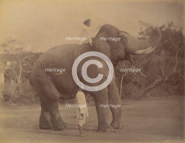 The Great Elephant Saluting, 1885-1900. Creator: Lala Deen Dayal.