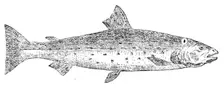 The Great Lake Trout, 1862. Creator: Unknown
