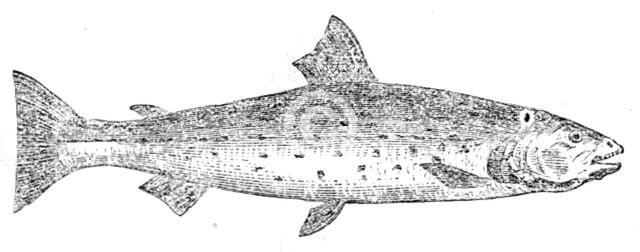 The Great Lake Trout, 1862.  Creator: Unknown.