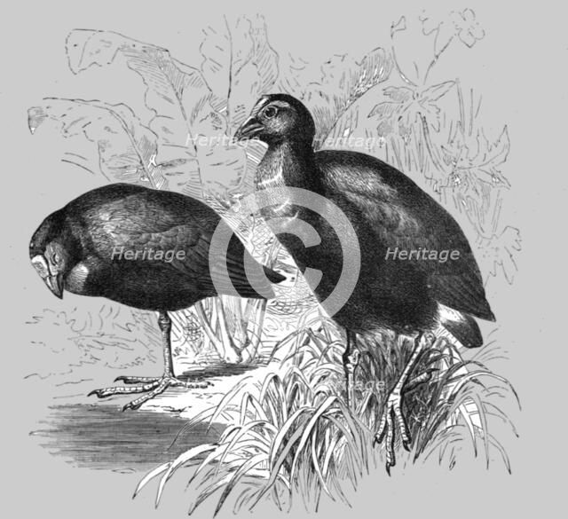 'The Great Purple Gallinule (Porphyrio hyacinthinus); A Bird nesting Expedition in a North..., 1875. Creator: Unknown.
