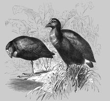 The Great Purple Gallinule (Porphyrio hyacinthinus); A Bird nesting Expedition in a North..., 1875. Creator: Unknown