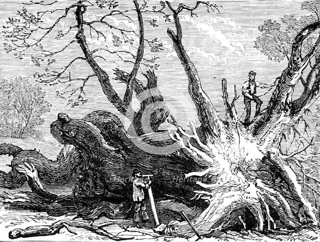 The Great Storm of Wind on Friday week: old chestnut in Greenwich Park, blown down, 1881. Creator: Unknown.