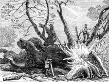 The Great Storm of Wind on Friday week: old chestnut in Greenwich Park, blown down, 1881. Creator: Unknown
