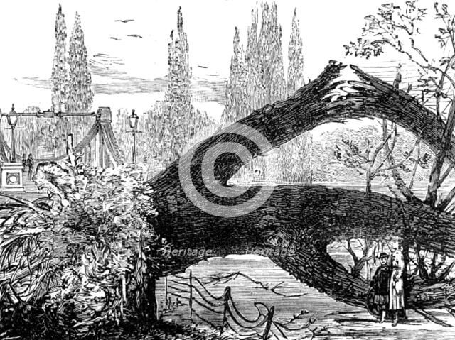 The Great Storm of Wind on Friday week: old elms blown down in St. James's Park, 1881. Creator: Unknown.