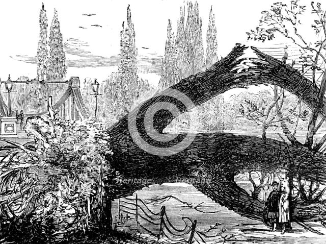 The Great Storm of Wind on Friday week: old elms blown down in St. James's Park, 1881. Creator: Unknown.