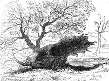 The Great Storm of Wind on Friday week: tree blown down in the playing-fields, Eton, 1881. Creator: Unknown