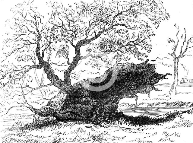 The Great Storm of Wind on Friday week: tree blown down in the playing-fields, Eton, 1881. Creator: Unknown.