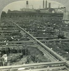 The Great Union Stock Yards, Largest Live Stock Market on Earth, Chicago, Illinois c1930s. Creator: Unknown