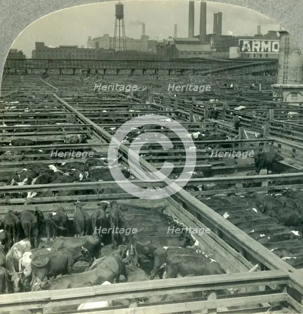 'The Great Union Stock Yards, Largest Live Stock Market on Earth, Chicago, Illinois', c1930s. Creator: Unknown.