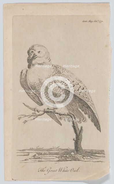 The Great White Owl, 1771., 1771. Creator: Anon.