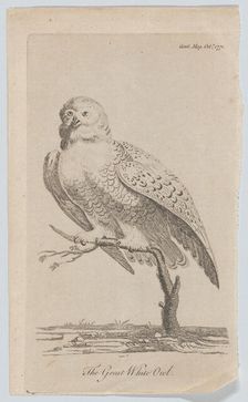 The Great White Owl, 1771., 1771. Creator: Anon