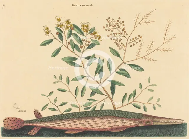 The Green Gar Fish (Esox osseus), published 1731-1743. Creator: Mark Catesby.