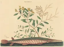 The Green Gar Fish (Esox osseus), published 1731-1743. Creator: Mark Catesby