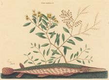 The Green Gar Fish (Esox osseus), published 1731-1743. Creator: Mark Catesby
