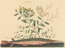 The Green Gar Fish (Esox osseus), published 1731-1743. Creator: Mark Catesby