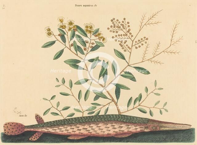 The Green Gar Fish (Esox osseus), published 1731-1743. Creator: Mark Catesby.