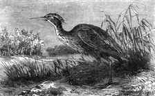 The Green Heron (Ardea virescens); A Flying Visit to Florida 1875. Creator: Thomas Mayne Reid