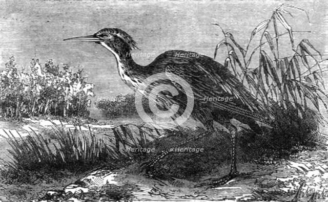 'The Green Heron (Ardea virescens); A Flying Visit to Florida', 1875. Creator: Thomas Mayne Reid.