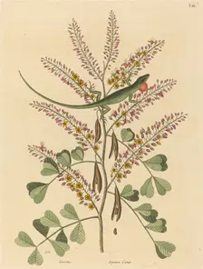 The Green Lizard of Jamaica (Lacerta bullaris), published 1731-1743. Creator: Mark Catesby