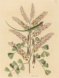 The Green Lizard of Jamaica (Lacerta bullaris), published 1731-1743. Creator: Mark Catesby