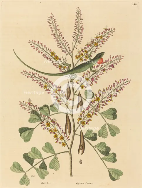 The Green Lizard of Jamaica (Lacerta bullaris), published 1731-1743. Creator: Mark Catesby.