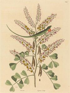 The Green Lizard of Jamaica (Lacerta bullaris), published 1731-1743. Creator: Mark Catesby