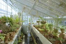 The greenhouse, Down House, Downe, London, 2000. Artist: N Corrie