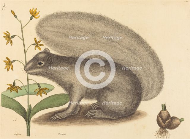 The Grey Fox Squirrel (Sciurus cinereus), published 1731-1743. Creator: Mark Catesby.