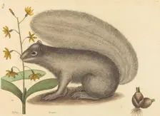 The Grey Fox Squirrel (Sciurus cinereus), published 1731-1743. Creator: Mark Catesby