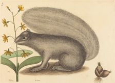 The Grey Fox Squirrel (Sciurus cinereus), published 1731-1743. Creator: Mark Catesby