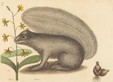 The Grey Fox Squirrel (Sciurus cinereus), published 1731-1743. Creator: Mark Catesby