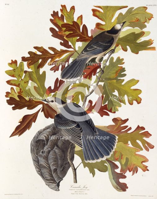 The grey jay. From "The Birds of America", 1827-1838. Creator: Audubon, John James (1785-1851).