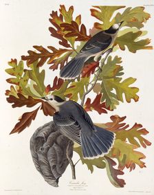 The grey jay. From "The Birds of America", 1827-1838. Creator: Audubon, John James (1785-1851)