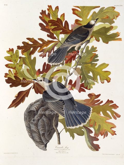 The grey jay. From "The Birds of America", 1827-1838. Creator: Audubon, John James (1785-1851).