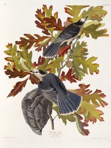 The grey jay. From "The Birds of America", 1827-1838. Creator: Audubon, John James (1785-1851)