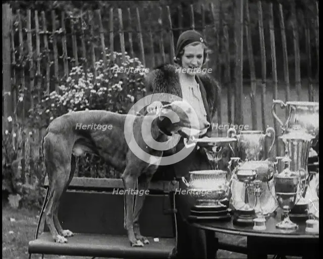 The Greyhound 'Mick the Miller' and his Trophies, 1930s. Creator: British Pathe Ltd.