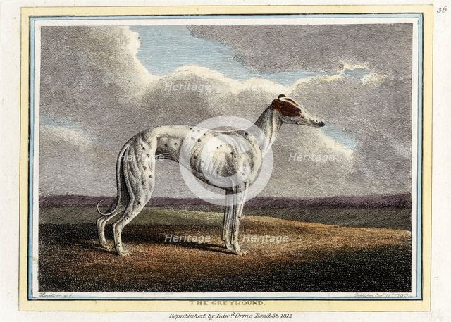 The Greyhound, pub. 1812. Creator: English School (19th Century).