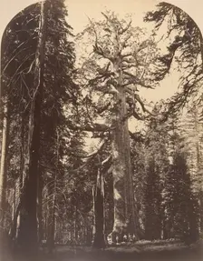 The Grisly Giant, Mariposa Grove, Yosemite, 1861. Creator: Carleton Emmons Watkins