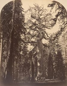 The Grisly Giant, Mariposa Grove, Yosemite, 1861. Creator: Carleton Emmons Watkins