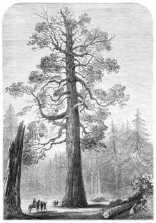 The "Grizzly Giant" of Mariposa, California, 1881. Creator: Unknown