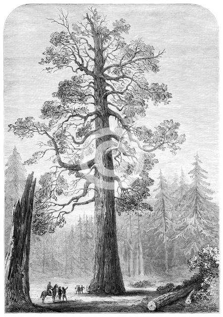 The "Grizzly Giant" of Mariposa, California, 1881. Creator: Unknown.