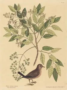 The Ground Dove (Columba passerina), published 1731-1743. Creator: Mark Catesby