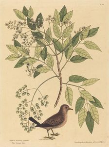 The Ground Dove (Columba passerina), published 1731-1743. Creator: Mark Catesby