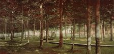 The Grove at Bay View, Michigan, c1901. Creator: Unknown