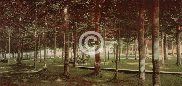 The Grove at Bay View, Michigan, c1901. Creator: Unknown.