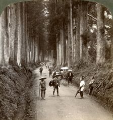 The groves were God's first temples avenue of noble cryptomerias at Nikko, Japan, 1904. Artist: Underwood & Underwood